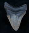 Bargain Megalodon Tooth - River Find #3797-1